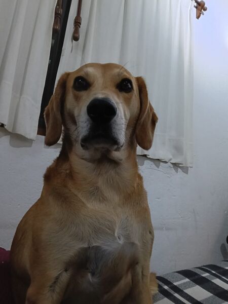 Archivo:Simon test.jpg